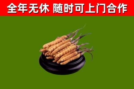 石城县烟酒回收冬虫夏草.jpg