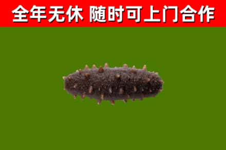 石城县烟酒回收干海参.jpg